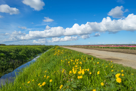 Ditch with dandelions in spring along a fieldの写真素材