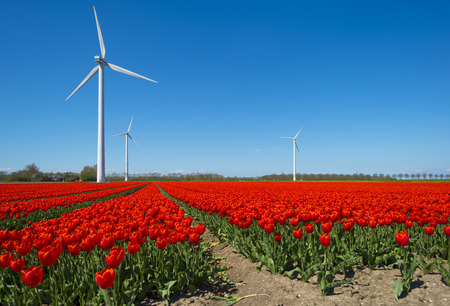 Red tulips on a sunny field in springの写真素材