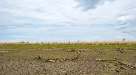 Geese with goslings walking towards the shore of a riverの写真素材