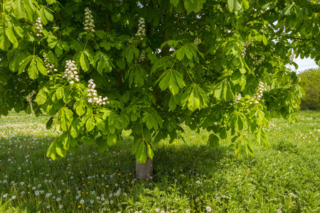 Blossoming chestnut tree in a sunny meadowの写真素材