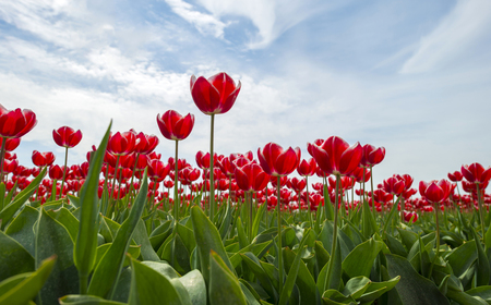 Cultivation of tulips on a field in springの写真素材