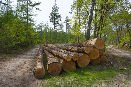 Footpath through a pine forest in spring
