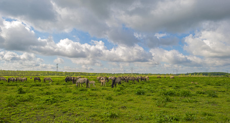 Herd of horses in nature under a blue cloudy skyの写真素材