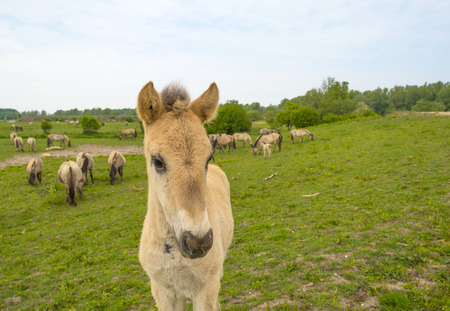 Herd of Konik horses in the wilderness in springの写真素材