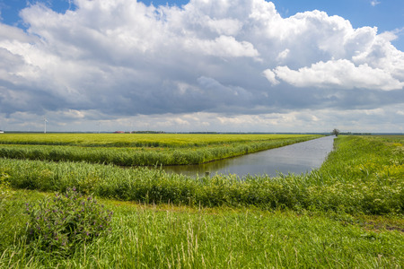 Wildflowers along the shore of a canal in springの写真素材
