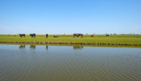 Herd of cattle heck in a sunny field in springの写真素材