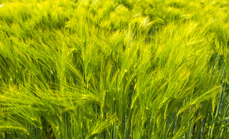Wheat growing on a sunny field in springの写真素材
