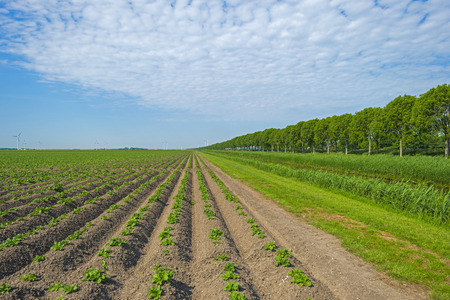 Vegetables growing on a sunny field in springの写真素材