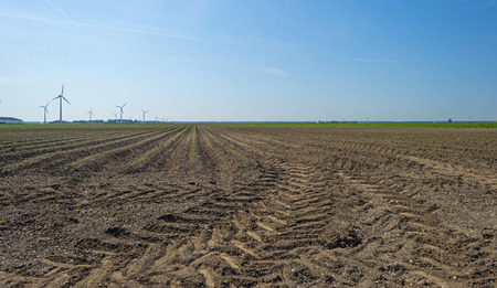 Vegetables growing on a sunny field in spring