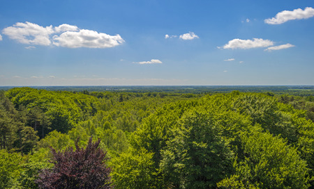 Aerial view of a beech forest in sunlight in springの写真素材