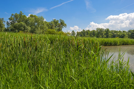 Reed along a lake in summer