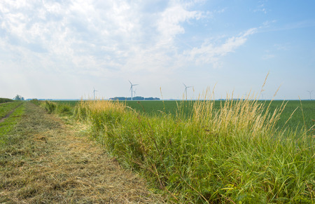 Vegetables growing on a sunny field in summer