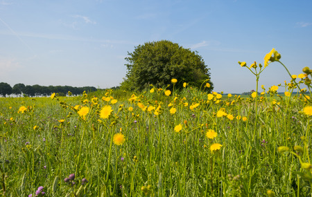 Wild flowers growing in a field in summerの写真素材