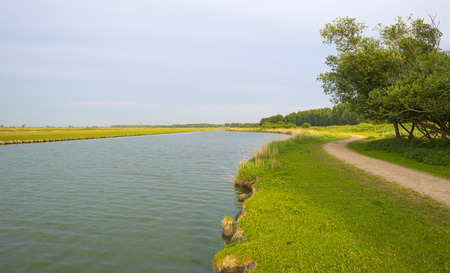 Reed along the shore of a lake in summer