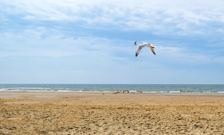 Gull flying over a beach along the sea in summer