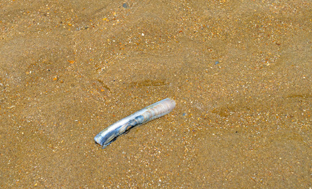 Razor shell dropped on a beach by the sea