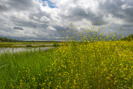 Wildflowers along the shore of a lake in summerの写真素材