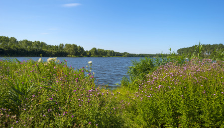 Wildflowers along the shore of a lake in summer