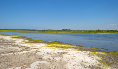 The shore of a lake in summer