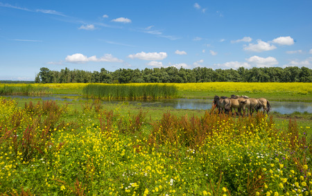 Herd of horses on the shore of a lake in a field with flowersの写真素材