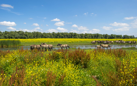 Herd of horses on the shore of a lake in a field with flowersの写真素材