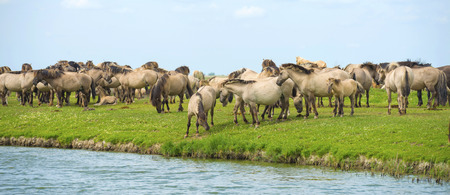 Herd of wild horses along a lakeの写真素材