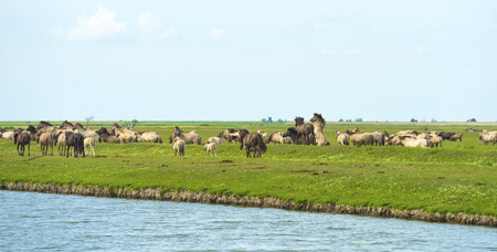 Herd of wild horses along a lakeの写真素材