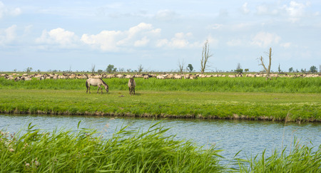 Herd of wild horses along a lakeの写真素材