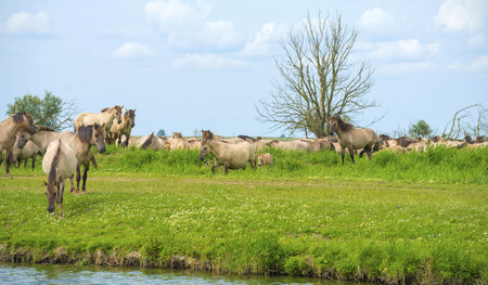Herd of wild horses along a lakeの写真素材