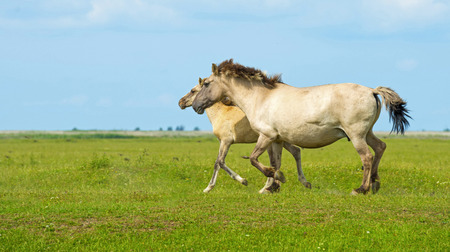 Herd of wild horses running in a fieldの写真素材
