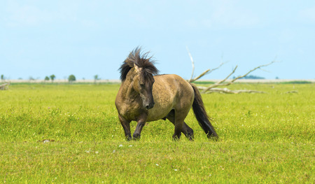 Wild horse in a field in summerの写真素材