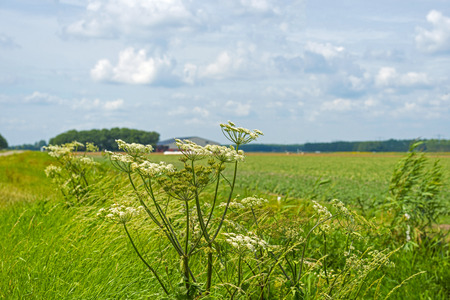 Wildflowers in a field in summer