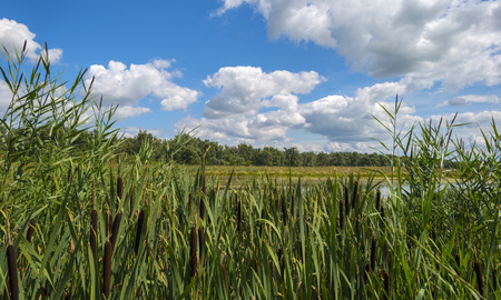 Wildflowers along the shore of a lake in summerの写真素材