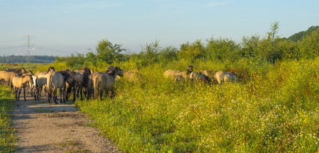 Herd of wild horses in a field at sunrise in summerの写真素材