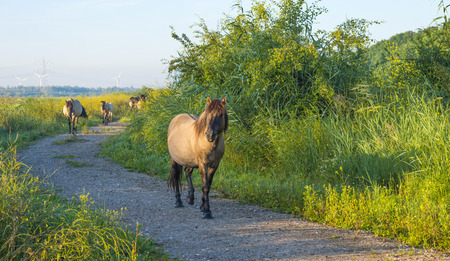 Herd of wild horses in a field at sunrise in summerの写真素材
