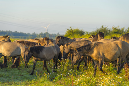 Herd of wild horses along the shore of a lake at sunriseの写真素材