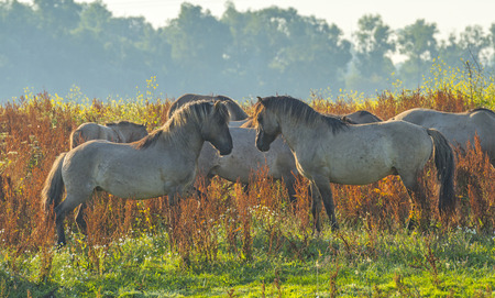Herd of wild horses along the shore of a lake at sunriseの写真素材