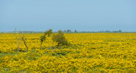 Wild flowers in sunlight in summer
