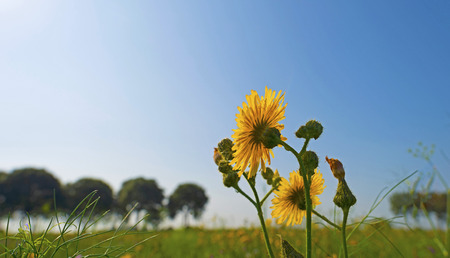 Wild flowers in sunlight in summerの写真素材