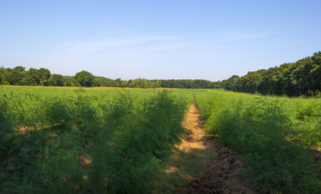 Asparagus growing in a field in summerの写真素材