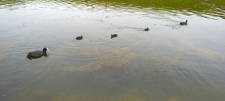 Coot and juvenile coots swimming in a lakeの写真素材