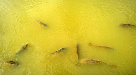 Fish swimming in the sunny waters of a lakeの写真素材