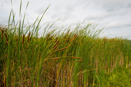 Reed along a lake waving in the windのeditorial素材