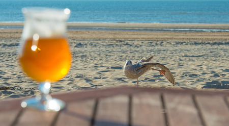 Gull looking at a glass of foaming beer in sunlightの写真素材
