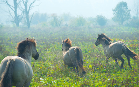 Konik horses in a sunny field in autumnの写真素材