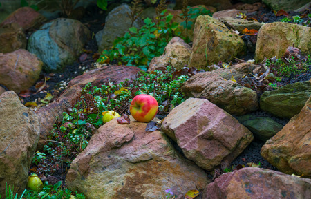 Apples fallen from an apple tree in autumnの写真素材
