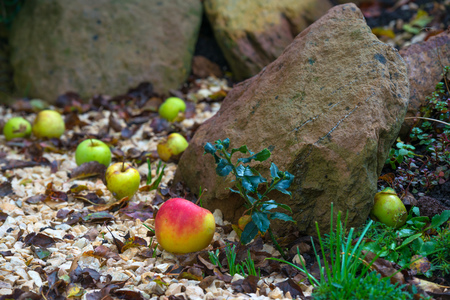 Apples fallen from an apple tree in autumnの写真素材
