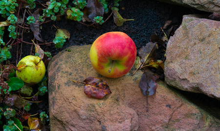 Apples fallen from an apple tree in autumnの写真素材