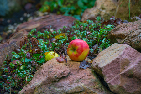 Apples fallen from an apple tree in autumnの写真素材