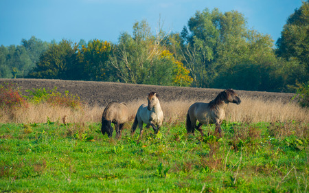 Konik horses in a sunny field in autumnの写真素材